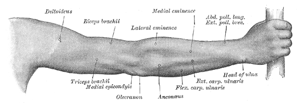 <p>Surface Anatomy of the&nbsp;Right Upper Extremity, Posterior Aspect