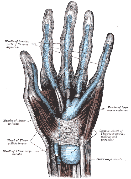 <p>The mucous sheaths of the tendons on the front of the wrist and digits</p>