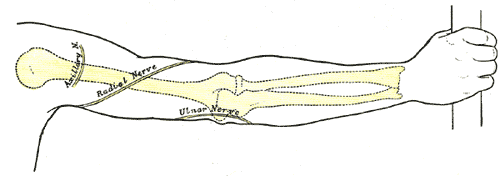 <p>Back of right upper extremity, showing surface markings for bones and nerves</p>