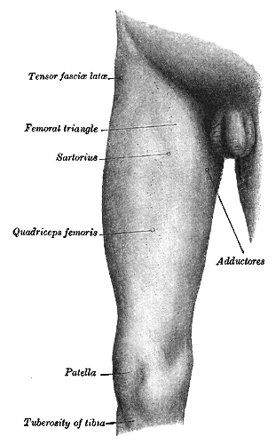 <p>Front and medial aspect of right thigh, Tensor fasciae latae, Femoralis triangle, Sartorius, Quadriceps femoris, adductors