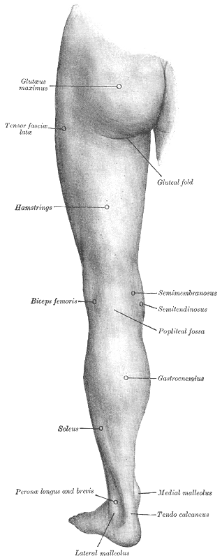 <p>Anatomy of the Back of left lower extremity, Lateral Malleolus, Tendo calcaneus, Medial malleolus, Soleus, Gastrocnemius, 