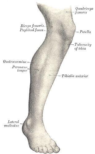 <p>The Anatomy of the Lateral aspect of right leg, Lateral malleolus, Tibialis anterior, Peroneus longus, Tuberosity of tibia