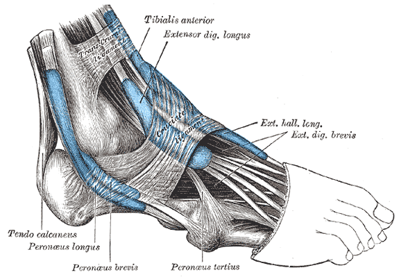 <p>The mucous sheaths of the tendons around the ankle; Lateral aspect, Tendon Calcaneus, Peroneus longus, Peroneus brevis, Pe