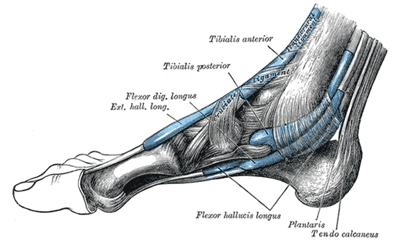 <p>The mucous sheaths of the tendons around the ankle; Medial aspect, Exterior Hallucis Longus, Flexor digitorum longus, Tibi