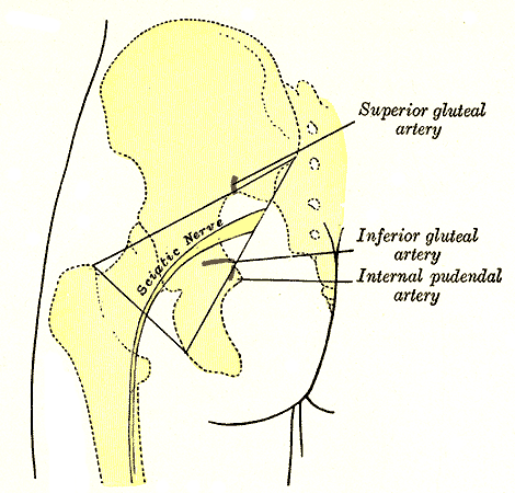 <p>Left gluteal region, showing surface markings for arteries and sciatic nerve</p>