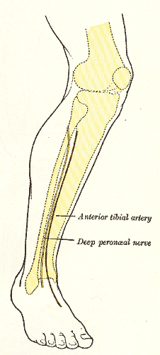 <p>Lateral aspect of right leg; showing surface markings for bones, anterior tibial and dorsalis pedis arteries, and deep per