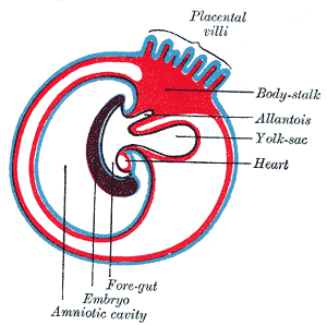 <p>Development of the Fetal membrane and the Placenta, Diagram showing the expansion of amnion and delimitation of the umbili