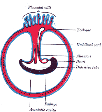 <p>Development of the Fetal membrane and the Placenta, Diagram illustrating a later stage in the development of the umbilical