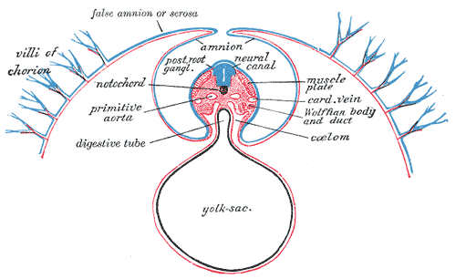 <p>Development of the Fetal membrane and the Placenta, Diagram of a transverse section, showing the mode of formation of the amnion in the chick