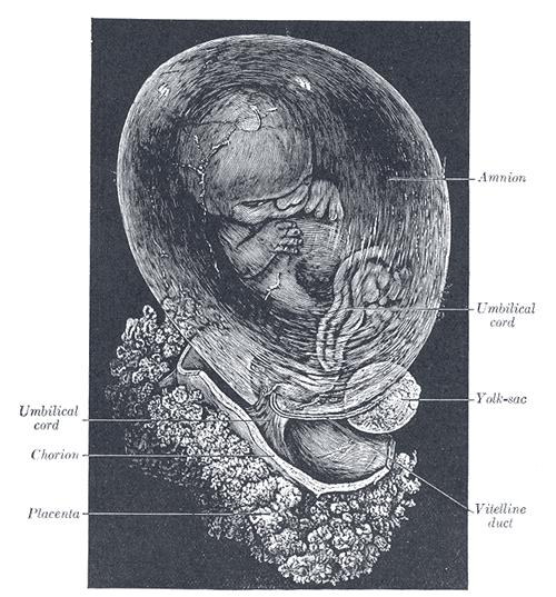 <p>Development of the Fetal Membranes and Placenta.&nbsp;The fetus is approximately 8&nbsp;weeks enclosed in the amnion.</p>