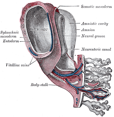 <p>Development of the Fetal Membranes and Placenta, Model of human embryo 1