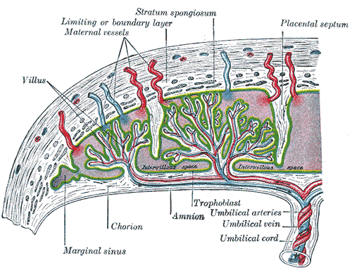 <p>Development of the Fetal Membranes and Placenta, Scheme of Placental circulation, Marginal sinus, Chorion, Amnion, Trophob