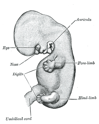 <p>The Branchial Region, Embryo of about six weeks, Umbilical cord, Embryology</p>