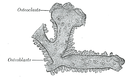<p>Bone, Osteoblasts and osteoclasts on trabecula of lower jaw of calf embryo</p>