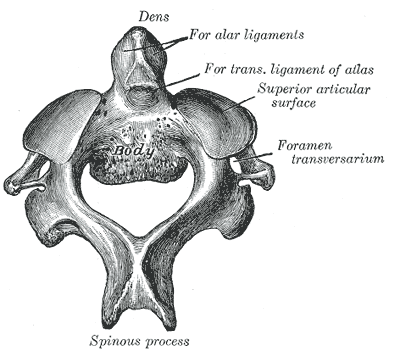 <p>Second Cervical Vertebra.&nbsp;Superior view of the&nbsp;second cervical vertebra, aka axis.</p>