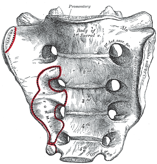 <p>The Sacral and Coccygeal Vertebrae, Sacrum; Pelvic surface</p>
