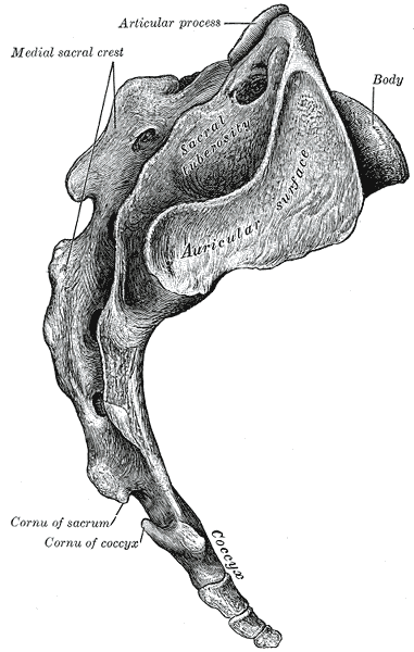 <p>Lateral surface of sacrum and Coccyx</p>