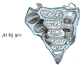 <p>The Sacral Vertebrae, The Sacrum at four and a half years</p>