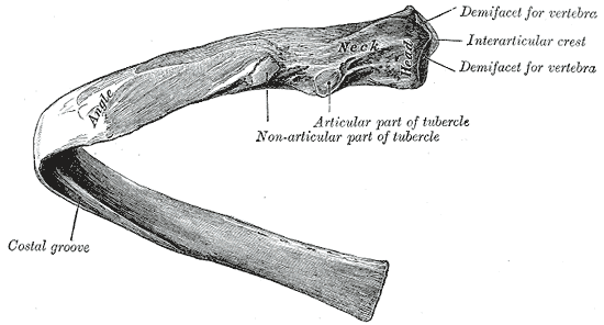 <p>The Ribs, A central rib of the left side; viewed from behind</p>
