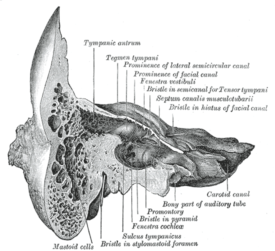 <p>The Temporal Bone, Coronal section of right temporal bone</p>
