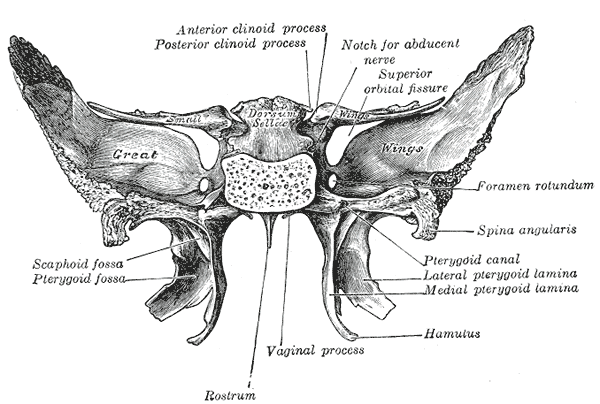 <p>The Sphenoid bone; Upper and posterior surfaces</p>