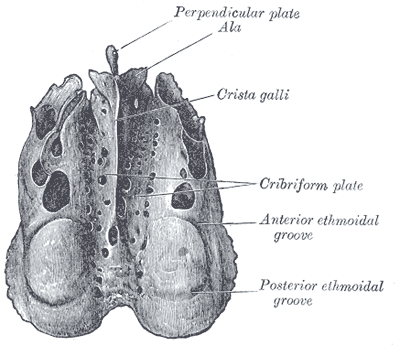 <p>The Ethmoid Bone; From above</p>