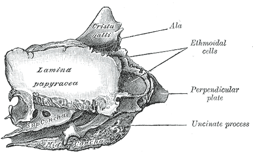 <p>The Ethmoid bone from the right side, Ala, Ethmoidal Cells, Perpendicular plate, Uncinate process, Lamina papyracea</p>