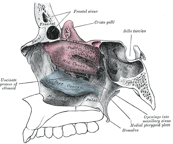 <p>The Lateral wall of nasal cavity; showing ethmoid bone in position, Sella Turcica, Crista galli, Sphenoidal sinus</p>