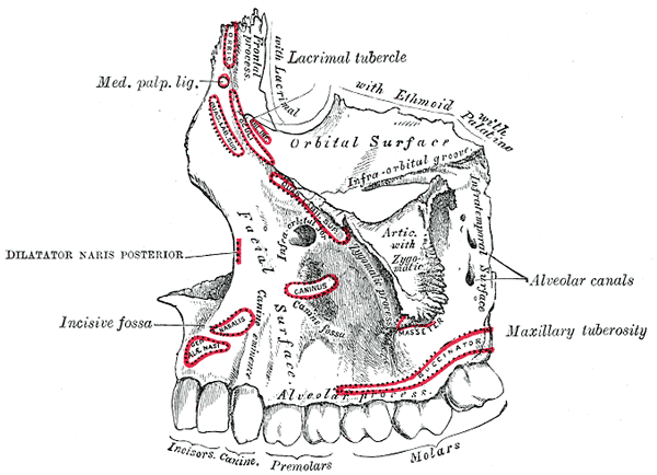 <p>Maxillae. Upper jaw, left maxilla, and outer surface.</p>