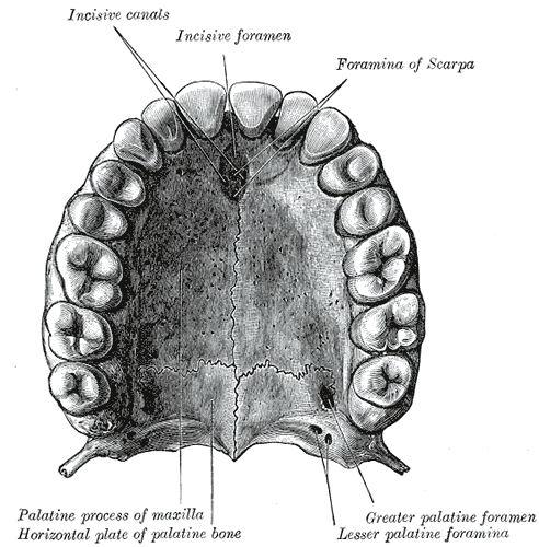 <p>The Maxilla. The bony palate and alveolar arch.</p>