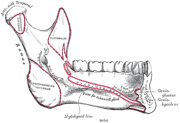 <p>Side View of the Mandible; Interior View, Lower Jaw</p>