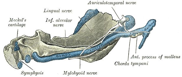 <p>Mandible of human embryo 95 mm long; Inner aspect, Meckel's Cartilage, Mylohyoid nerve, Auriculotemporal nerve, Chorda tym