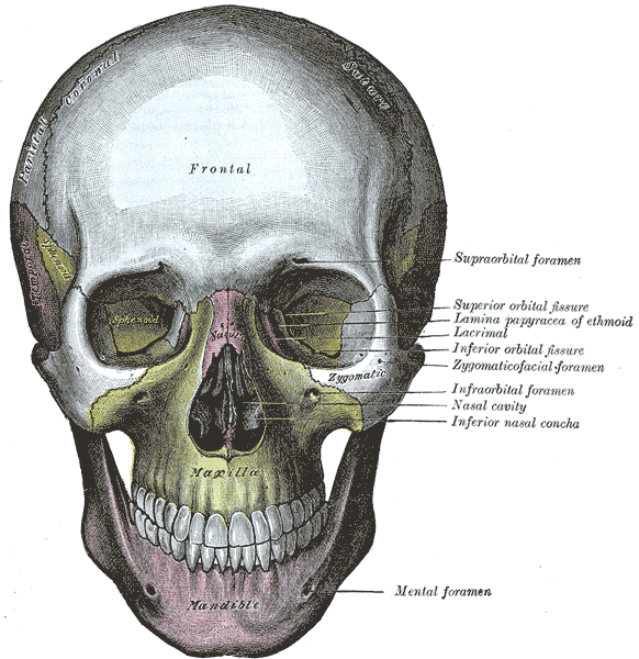 <p>Frontal Skull. This view of the skull allows visualization of the sphenoid, maxilla, frontal, and zygomatic bones.</p>