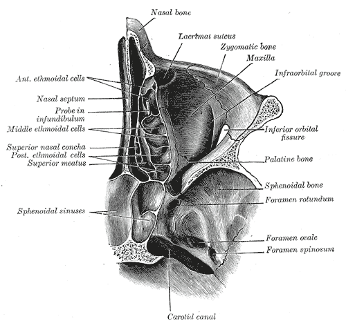 <p>The Exterior of the Skull, Horizontal section of nasal and orbital cavities</p>