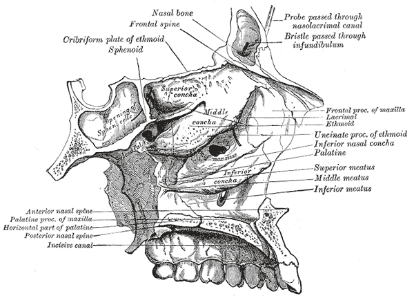 <p>The Interior of the Skull, Roof; floor; and lateral wall of left nasal cavity</p>