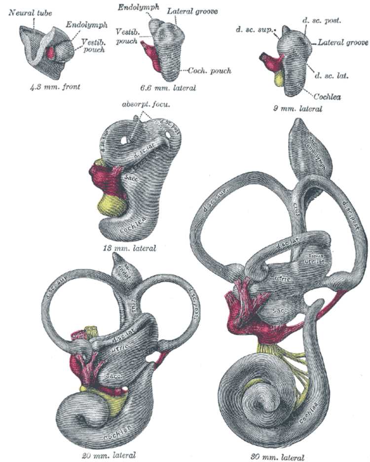 <p>Vestibular System, Semicircular Canals</p>