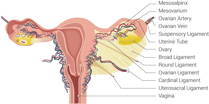 <p>Uterine Tubal Anatomy and Ligaments