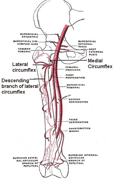 <p>Branches of the Femoral Artery