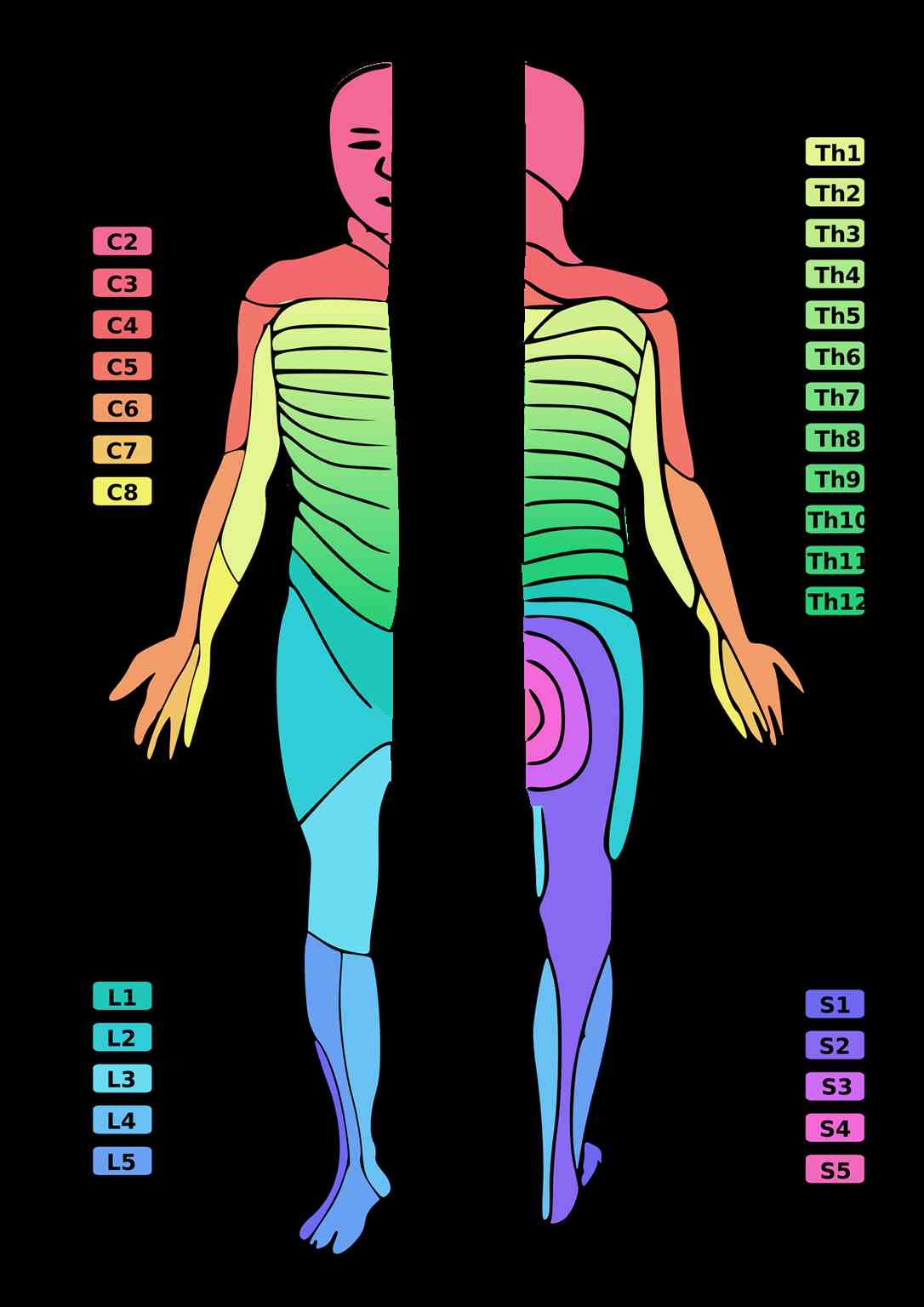 A diagram showing human dermatomes, i