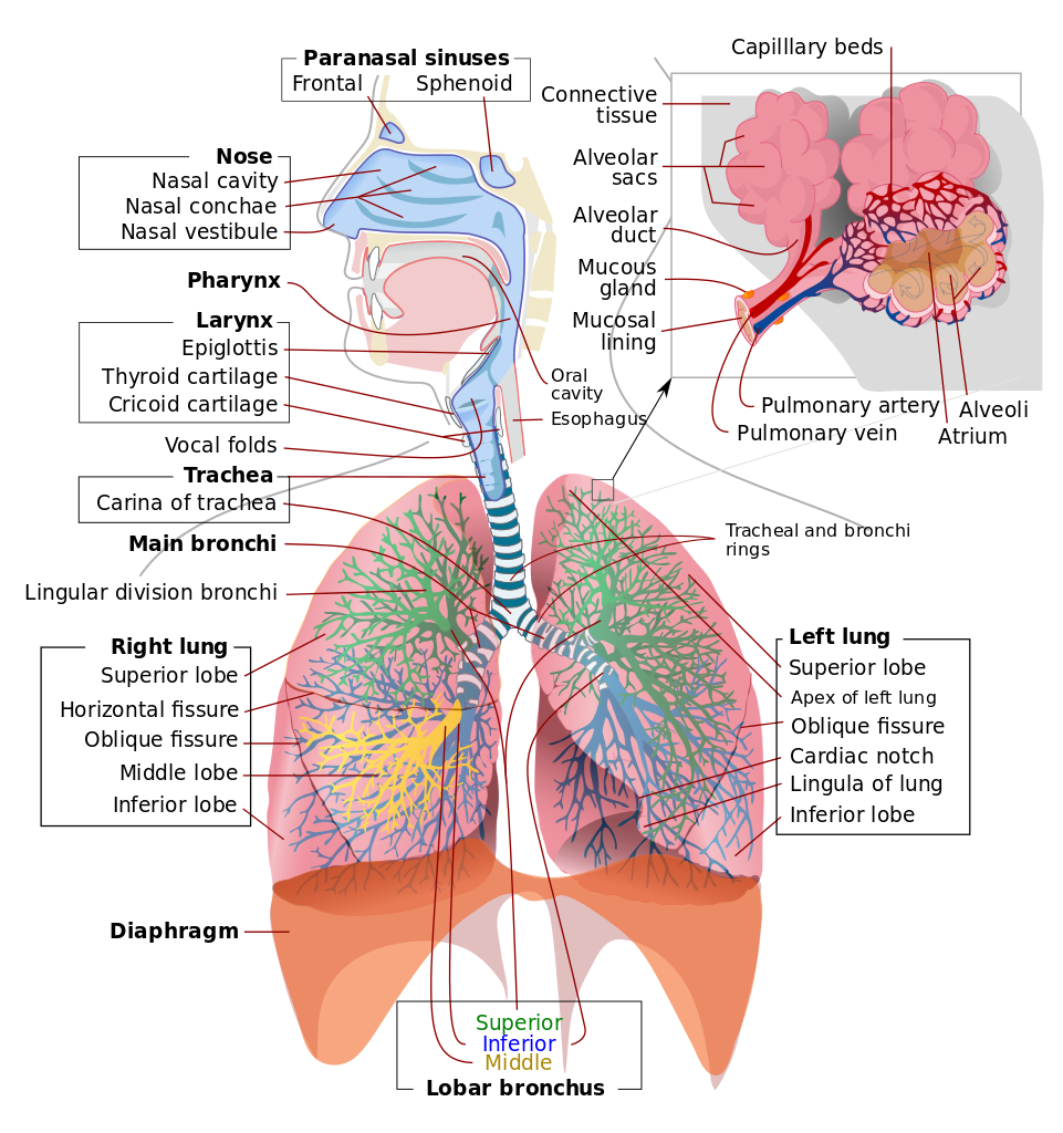 <p>Respiratory System