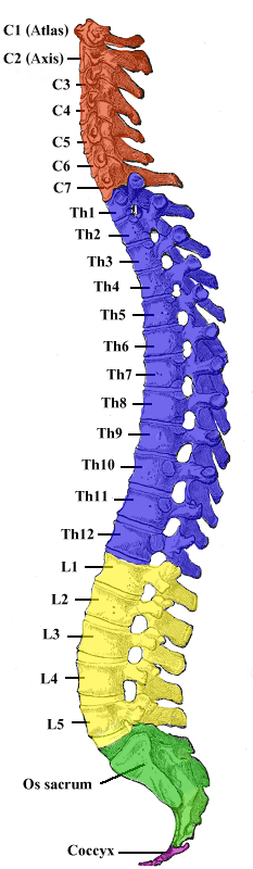 <p>Vertebral Column. Schematic medial view of the entire vertebral column showing its 5 regions and their curvatures.</p>