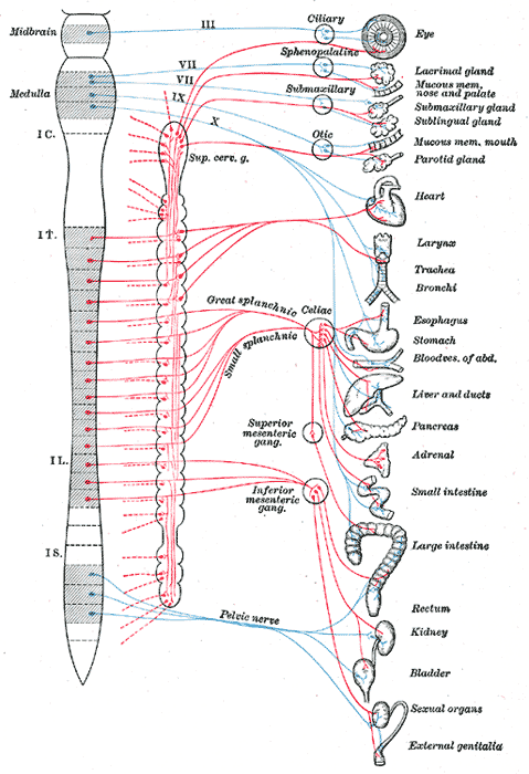 <p>Diagram of Efferent Sympathetic (red) and Parasympathetic (blue) Nervous System</p>