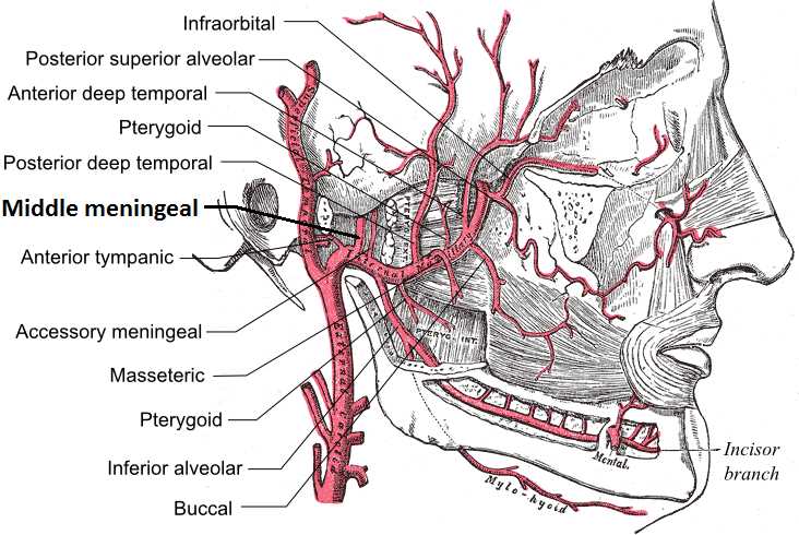 <p>Maxillary Artery Branches