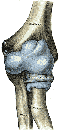 <p>Capsule of elbow-joint (distended)