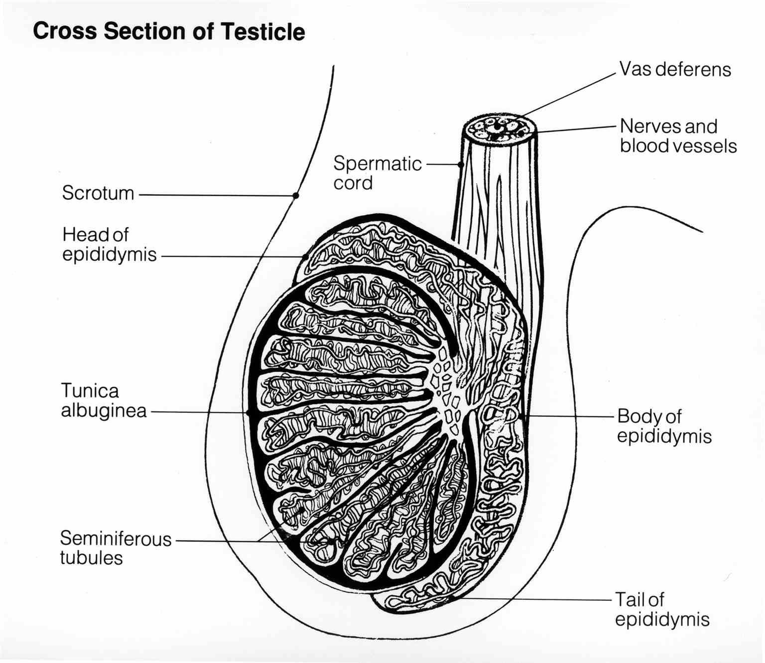 The anatomy of the testicle, Vas deferens, Spermatic cord, Scrotum, Head of epididymis, Tunica albuginea, Seminiferous tubule