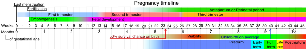<p>Pregnancy Timeline