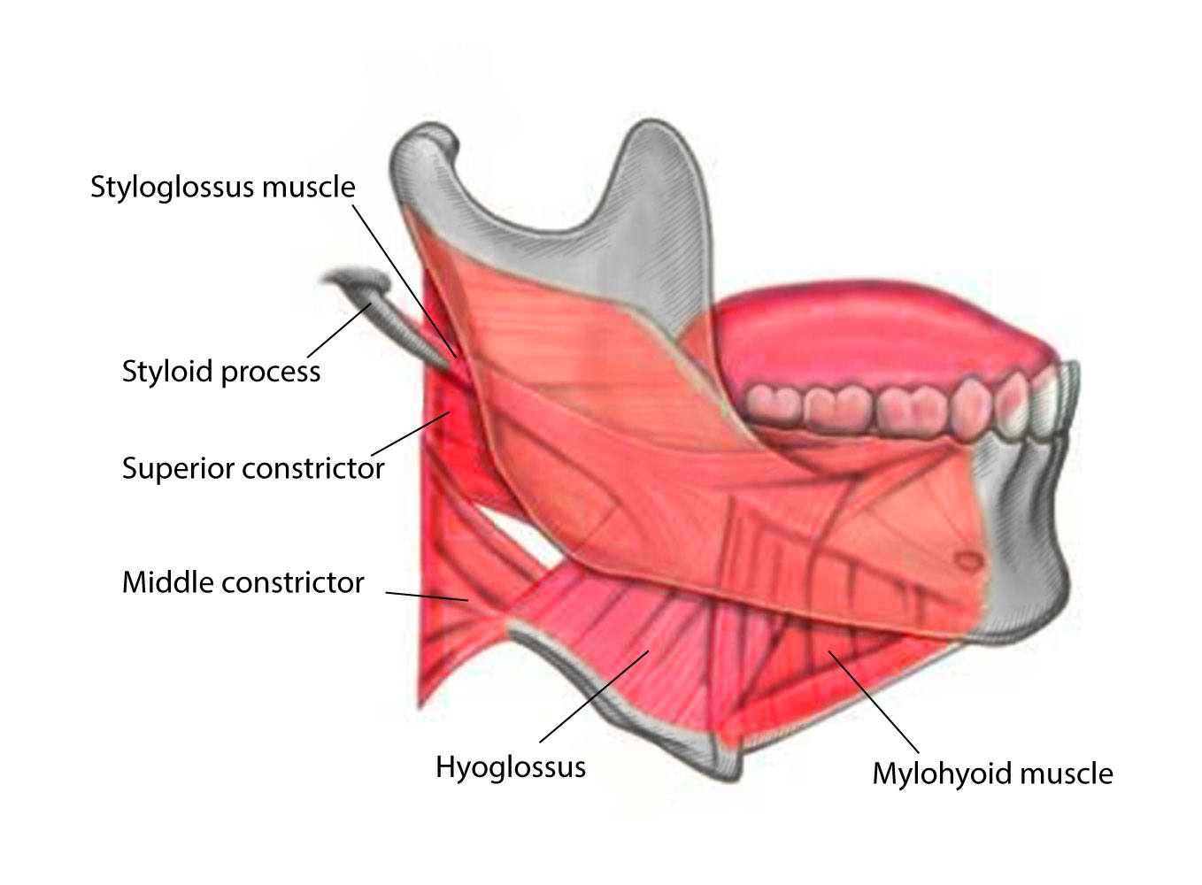 <p>Styloglossus, Middle Constrictor, Hyoglossus, and Mylohyoid Muscles</p>