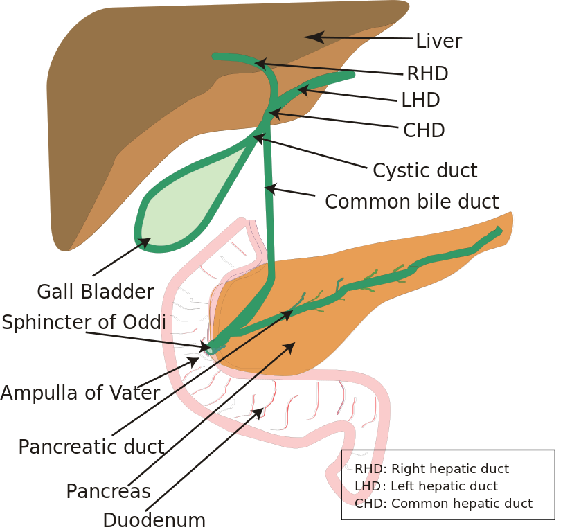 <p>Diagram of the Biliary System. Note that the ampulla of Vater is behind the major duodenal papilla. Sphincter of Oddi.</p>