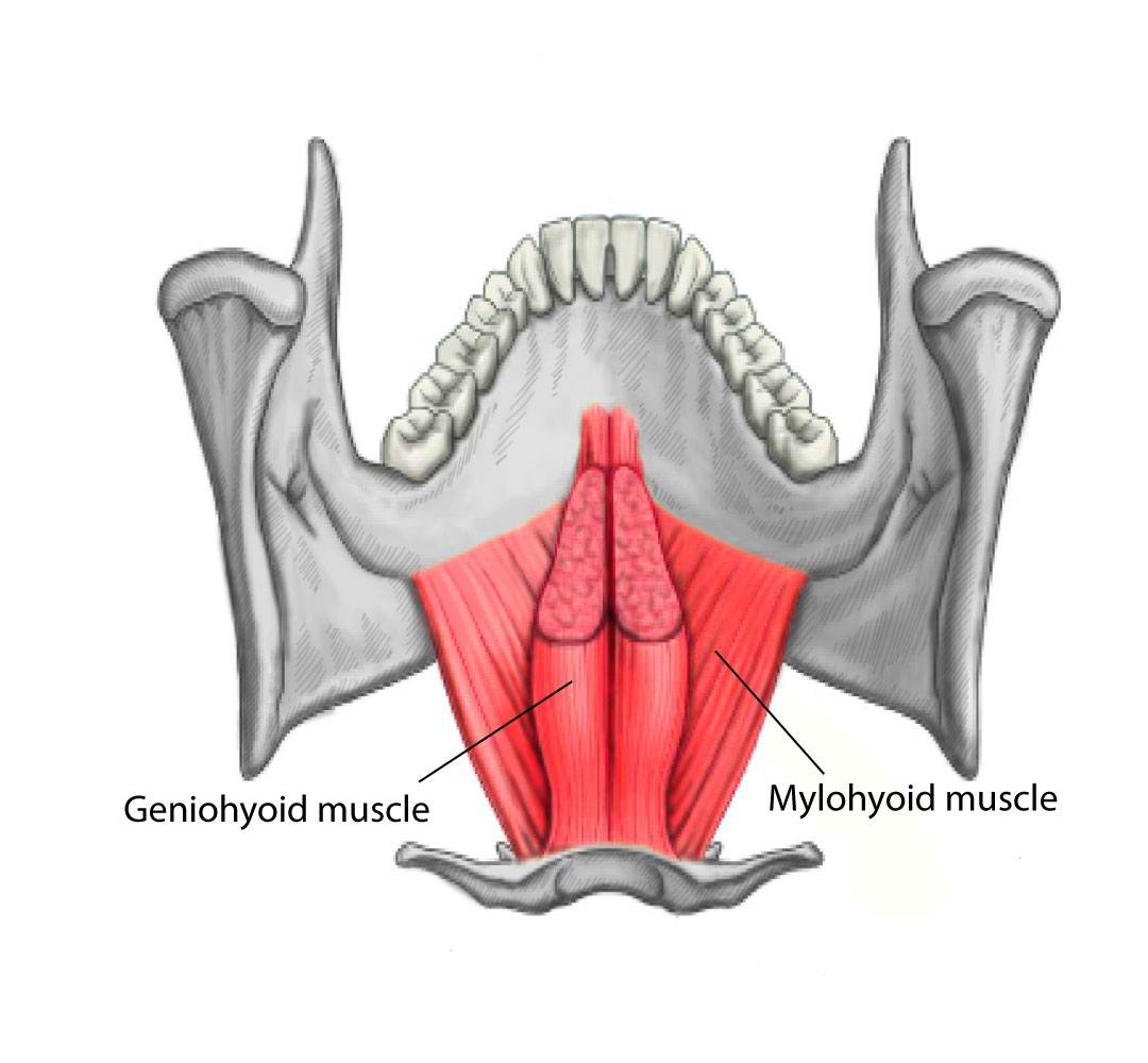 <p>Geniohyoid and Mylohyoid Muscles</p>