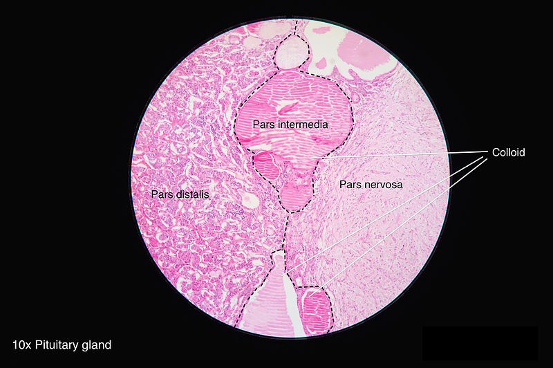 Histology of Pituitary Gland, Colloid, Pars distalis, Pars intermedia, Pars nervosa